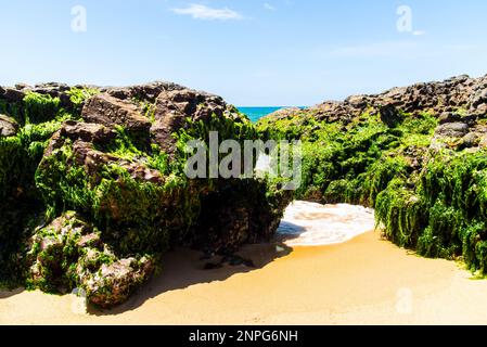 Salvador, Bahia, Brasilien - 27. Oktober 2019: Felsen am Strand von Rio Vermelho mit Erdöl befleckt, das von einem Schiff vor der brasilianischen Küste verschüttet wurde. Salvador Stockfoto