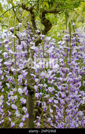 Wisteria floribunda Multijuga, japanische Wisteria, erbsenähnliche, lilafarbene Blüten, Stockfoto