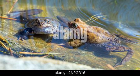 Zwei europäische Gemeine Braunfrösche in lateinischen Rana temporaria Grasfrosch Stockfoto