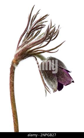 Passqueflower. Schöne Blume von kleinen Pasquenblüten oder Pasquenblüten auf blühender Wiese in lateinischem Pulsatilla pratensis isoliert auf weißem Hintergrund Stockfoto