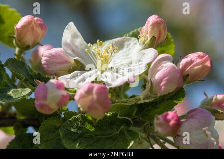 Apfelblüte im frühlingsblick des lateinischen Malus Domestica Stockfoto
