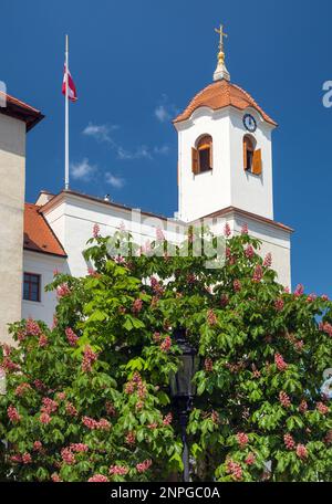 Burg Špilberk, Denkmal der Stadt Brünn mit einem rosa Kastanienbaum im Vordergrund, Mähren, Tschechische Republik Stockfoto