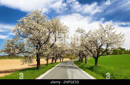 Straße und Allee von blühenden Kirschbäumen in lateinischem Prunus cerasus mit schönem Himmel. Weiß gefärbter blühender Kirschbaum Stockfoto