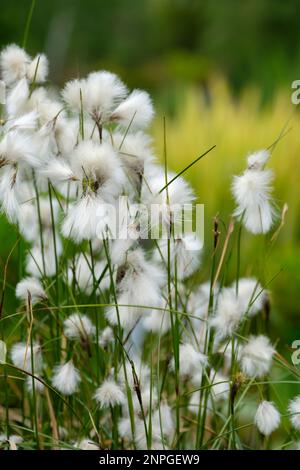 Eriophorum angustifolium Common Cotton Grass, Common Cottonsedge, flauschige weiße Samenköpfe Stockfoto