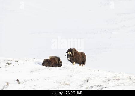 Zwei Moschusochsen im Dovre-Gebirge im kalten Winter, Norwegen Stockfoto