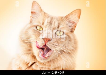 CAT leckt seine Koteletts auf einem gelben Hintergrund. Stockfoto