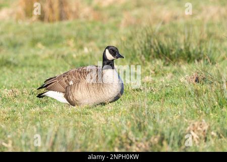 Nahaufnahme der kleinen Kanadischen Gans, Branta hutchinsii, mit weißem Halsband, das auf einer grünen Wiese mit aufmerksamem Blick in die Augen forscht Stockfoto