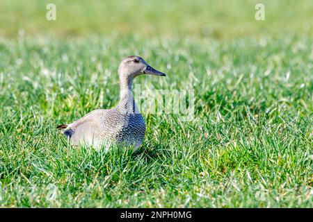 Nahaufnahme einer Gadwall, Mareca strepera, die im langen Gras einer grünen Wiese steht und mit aufmerksamem Blick und meliertem grauem Gefieder beobachtet Stockfoto