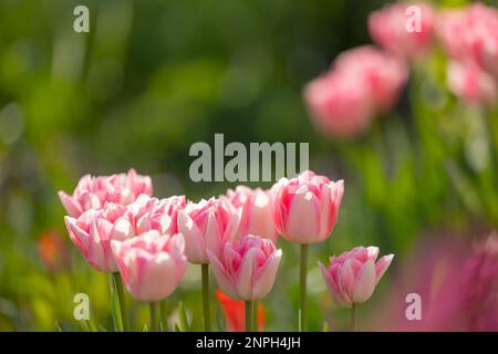 Nahaufnahme von rosa und weißen Tulpen in voller Blüte Stockfoto