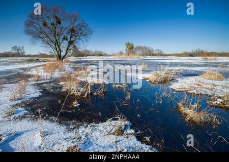 Schnee und Wasser auf einer Wiese mit einem Baum, Wintertag Stockfoto