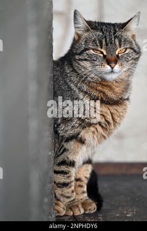 Nahporträt einer streunenden Katze, die hinter einem Pfosten im Sonnenlicht sitzt, im vertikalen Format Stockfoto
