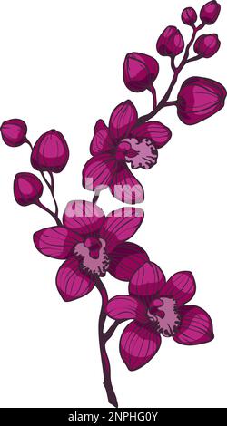 Zweig mit violetten Orchideenblüten, Vektordarstellung, Orchideenbrunches auf weißem Hintergrund Stock Vektor