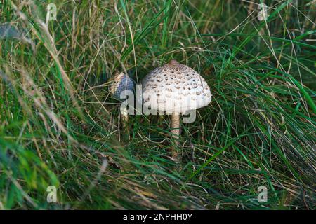 Macrolepiota procera - Pilze, die am Waldrand in Gräsern wachsen. Pilzsammeln, essbare Pilze im Wald sammeln. Polen Stockfoto