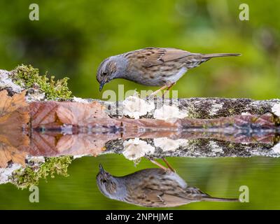 Aberystwyth, Ceredigion, Wales, Großbritannien. 26. Februar 2023. Britische Gartenvögel forschen im späten Winzer am Rand eines Reflexionspools in einem Garten in Mittelwales. Ein großes Lob: Phil Jones/Alamy Live News Stockfoto