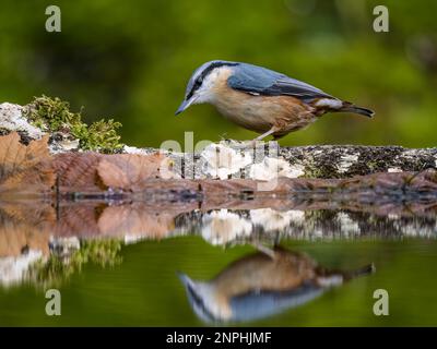 Aberystwyth, Ceredigion, Wales, Großbritannien. 26. Februar 2023. Britische Gartenvögel forschen im späten Winzer am Rand eines Reflexionspools in einem Garten in Mittelwales. Ein großes Lob: Phil Jones/Alamy Live News Stockfoto