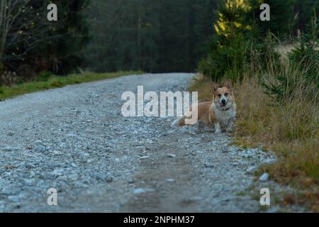 Ein Pembroke Welsh Corgi Hund begleitet einen Wanderweg in den Bergen. Polen Stockfoto