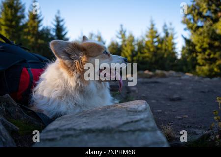 Ein Pembroke Welsh Corgi Hund begleitet einen Wanderweg in den Bergen. Polen Stockfoto