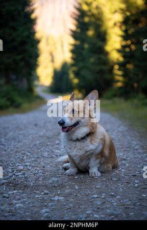 Ein Pembroke Welsh Corgi Hund begleitet einen Wanderweg in den Bergen. Polen Stockfoto