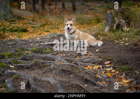 Ein Pembroke Welsh Corgi Hund begleitet einen Wanderweg in den Bergen. Polen Stockfoto