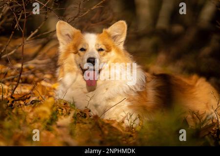 Ein Pembroke Welsh Corgi Hund begleitet einen Wanderweg in den Bergen. Polen Stockfoto