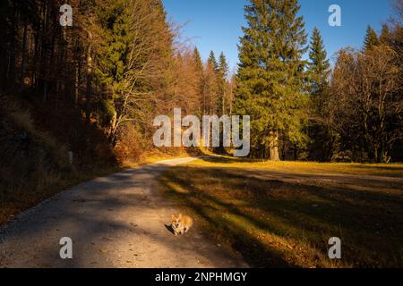 Ein Pembroke Welsh Corgi Hund begleitet einen Wanderweg in den Bergen. Polen Stockfoto