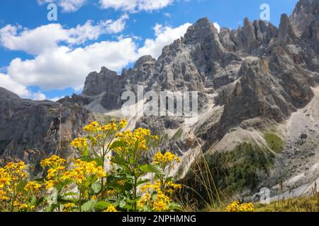 Die gelben Blüten von Arnica Montana und der Hintergrund der Dolomiten-Alpen in Norditalien im Sommer Stockfoto