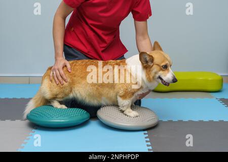 Rehabilitation von Hunden unter menschlicher Betreuung. Tiergesundheit Stockfoto