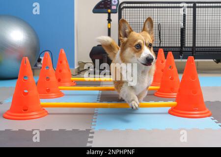 Rehabilitation von Hunden unter menschlicher Betreuung. Tiergesundheit Stockfoto