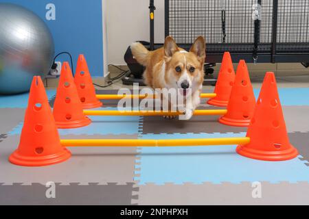 Rehabilitation von Hunden unter menschlicher Betreuung. Tiergesundheit Stockfoto