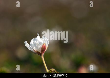 Nahaufnahme einer weißen, gewöhnlichen Blume. Cloudberry Anfang Juni. Rubus chamaemorus L. auf einer Wiese. Nordische Berge. Stockfoto