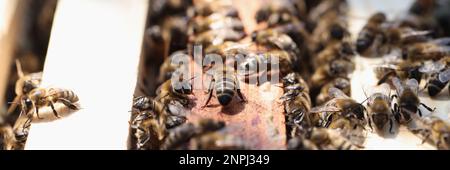 Honigbienen betreten die Nahaufnahme des Bienenstocks. Imkerei für Anfänger Stockfoto