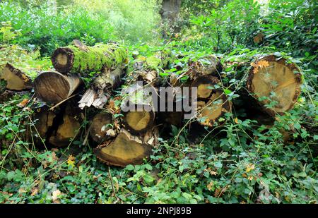 Ein Haufen gefallener moosbedeckter Bäume, umgeben von Laub Stockfoto