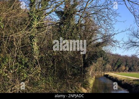 Ein Wasserstrom, der an einem sonnigen Wintertag in der italienischen Landschaft von einem Wald neben einem Kulturfeld umgeben ist Stockfoto