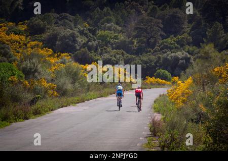 Zwei Fahrradfahrer auf einsamen Straßen im Frühling. Provinz Malaga, Andalusien, Südspanien. Stockfoto