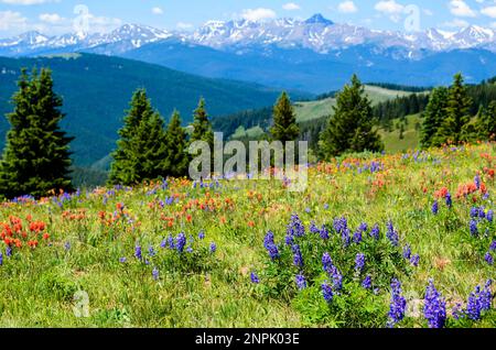 Wildblumen blühen am Shrine Pass, Vail, Colorado, USA. Stockfoto