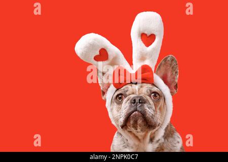 Lustiger französischer Bulldog mit Osterhasen-Kopfband und Herzen auf rotem Hintergrund Stockfoto