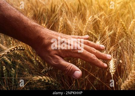 Farmarbeiter untersucht reifende Ähren von Weizen auf kultiviertem Feld, Nahaufnahme von männlichen Hand berührenden Kulturen, selektiver Fokus Stockfoto