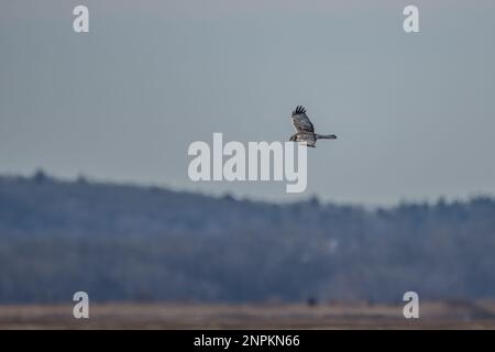 Männliche Nordweihe im Flug Stockfoto