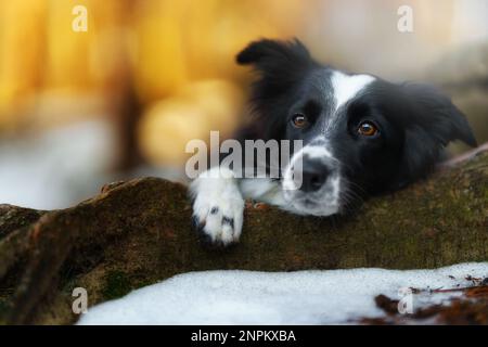 Ein Border Collie Hund posiert und zeigt verschiedene Tricks in einer etwas winterlichen Umgebung. Wenig Schnee. Stockfoto