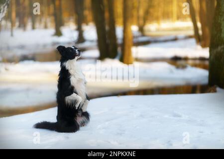 Ein Border Collie Hund posiert und zeigt verschiedene Tricks in einer etwas winterlichen Umgebung. Wenig Schnee. Stockfoto