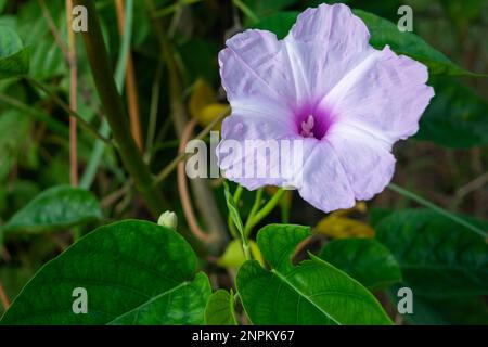 Nahaufnahme der Blüte Ipomoea carnea. Rosa Morgengloria Stockfoto