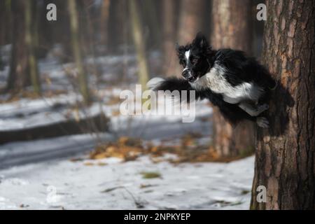 Ein Border Collie Hund posiert und zeigt verschiedene Tricks in einer etwas winterlichen Umgebung. Wenig Schnee. Stockfoto