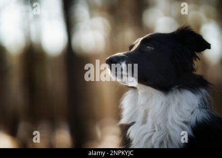 Ein Border Collie Hund posiert und zeigt verschiedene Tricks in einer etwas winterlichen Umgebung. Wenig Schnee. Stockfoto