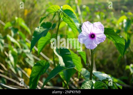 Nahaufnahme der Blüte Ipomoea carnea. Rosa Morgengloria Stockfoto