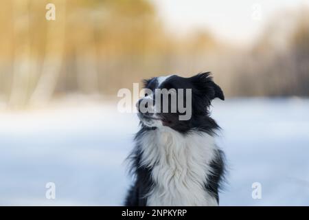 Ein Border Collie Hund posiert und zeigt verschiedene Tricks in einer etwas winterlichen Umgebung. Wenig Schnee. Stockfoto