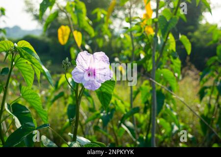 Nahaufnahme der Blüte Ipomoea carnea. Rosa Morgengloria Stockfoto