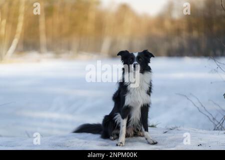 Ein Border Collie Hund posiert und zeigt verschiedene Tricks in einer etwas winterlichen Umgebung. Wenig Schnee. Stockfoto