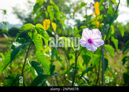 Nahaufnahme der Blüte Ipomoea carnea. Rosa Morgengloria Stockfoto