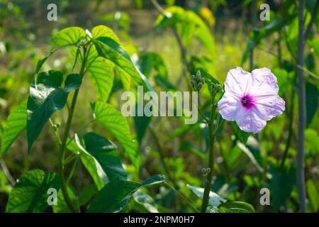 Nahaufnahme der Blüte Ipomoea carnea. Rosa Morgengloria Stockfoto