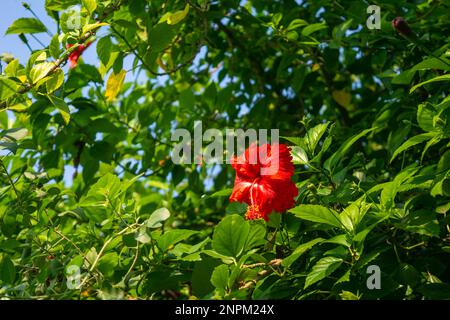 Schöne rote Hibiskusblüte am Ast Stockfoto